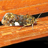 Acontia imitatrix